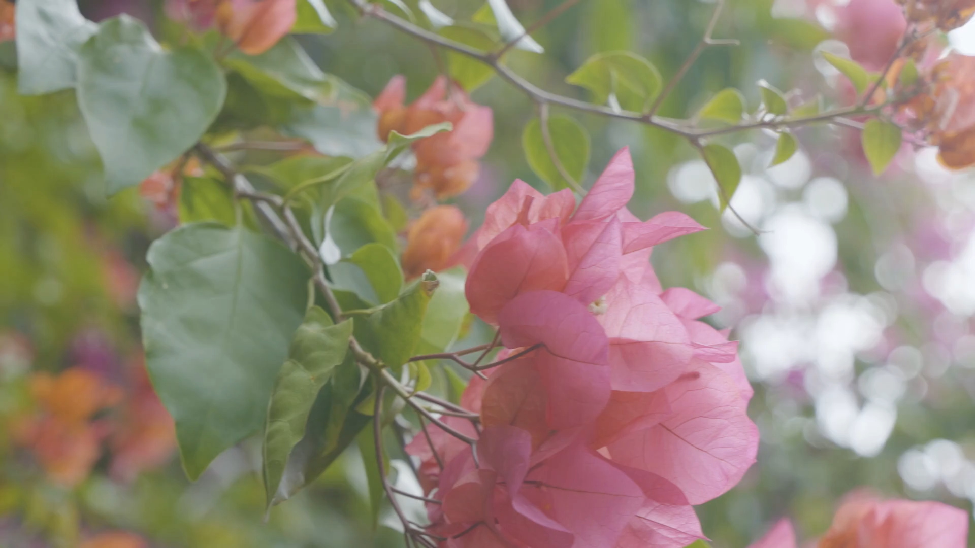 15琉球料理 伝統食文化遺産の旅路_movie_thumbnail